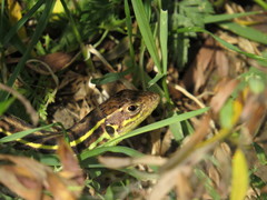 Lacerta diplochondrodes