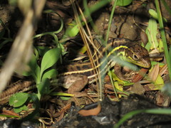 Lacerta diplochondrodes