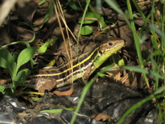 Lacerta diplochondrodes
