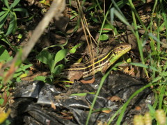 Lacerta diplochondrodes