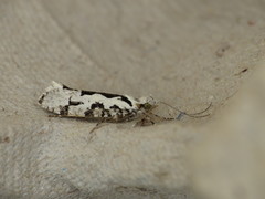 Ypsolopha sequella