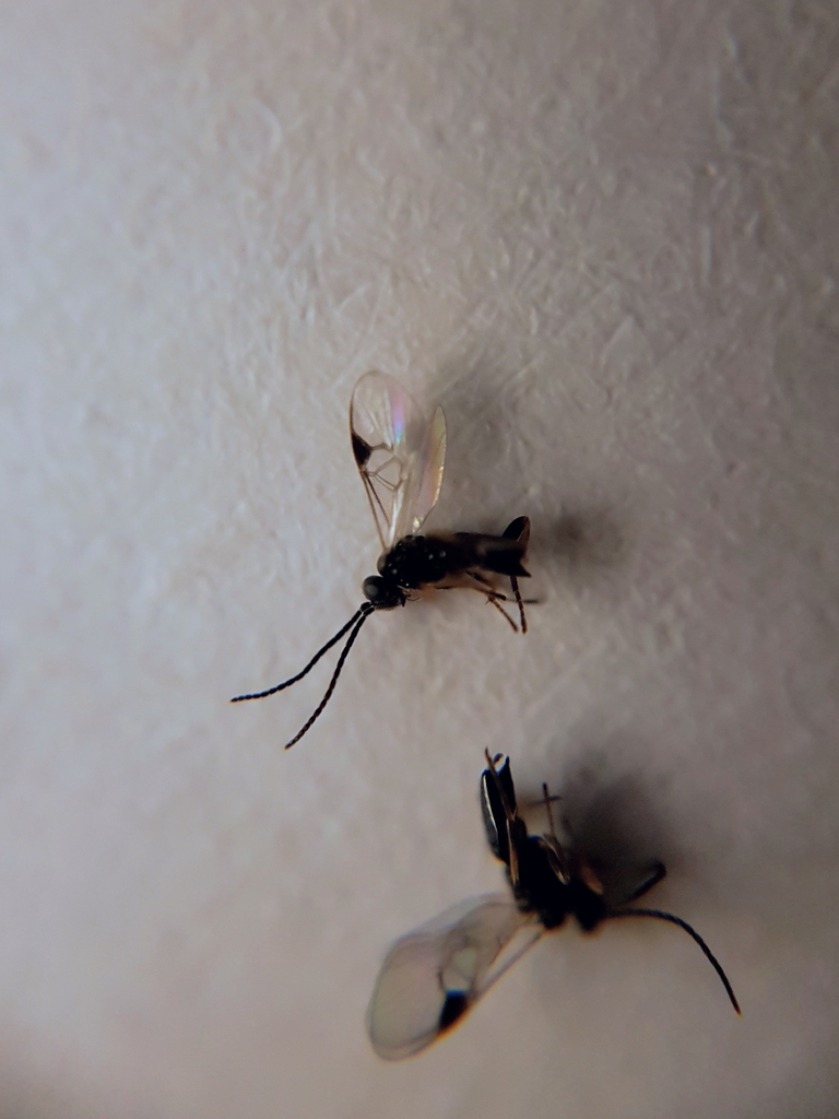 Parapanteles