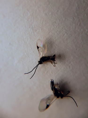 Parantl Insect Genus Parapanteles · iNaturalist