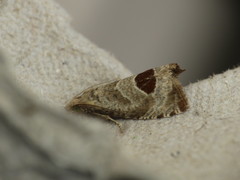 Notocelia uddmanniana