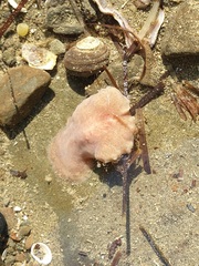 Acotylea