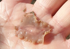 Acotylea