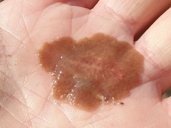 Acotylea