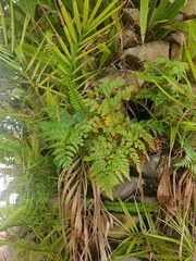 Asplenium aethiopicum