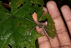 Hierodula membranacea