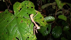 Hierodula membranacea