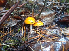 Cortinarius pluvius