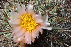 Pediocactus nigrispinus