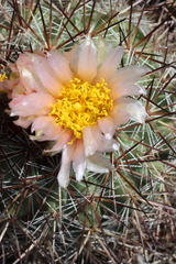 Pediocactus nigrispinus
