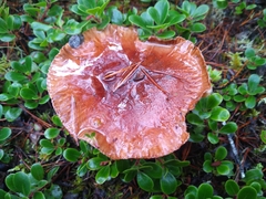 Tricholoma muricatum