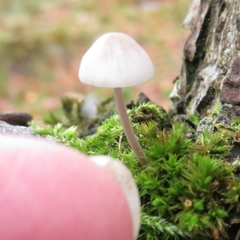 Mycena polygramma