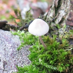 Mycena polygramma