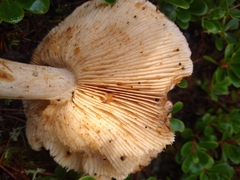 Tricholoma muricatum