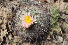 Pediocactus nigrispinus