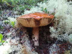 Leccinum largentii
