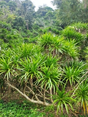 Dracaena cambodiana