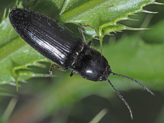 Hemicrepidius niger
