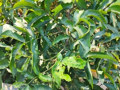 Pterocarya tonkinensis