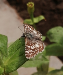 Burnsius communis