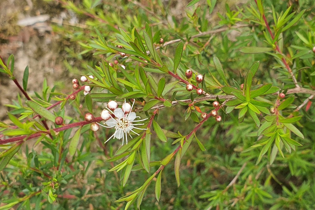 Yarra burgan (Kunzea leptospermoides) - Botanical Realm
