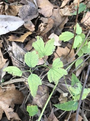 Clematis catesbyana