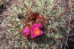 Pediocactus nigrispinus