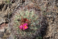 Pediocactus nigrispinus