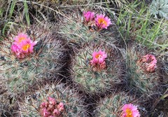 Pediocactus nigrispinus