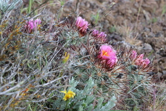 Pediocactus nigrispinus