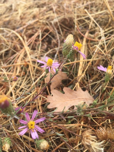 iNaturalist observation photo of California Aster