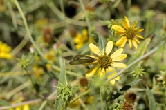 Helianthus californicus