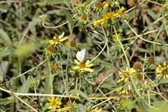 Helianthus californicus