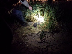 Paraechinus aethiopicus