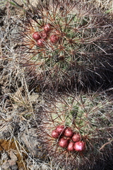 Pediocactus nigrispinus