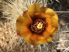 Cylindropuntia chuckwallensis
