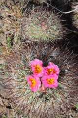 Pediocactus nigrispinus