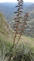 Puya bicolor