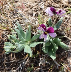 Viola trinervata