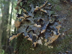Lobaria retigera