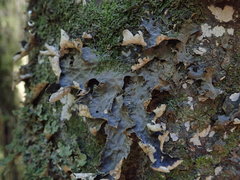 Lobaria retigera