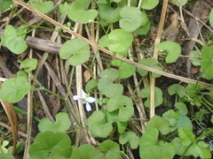 Viola lyallii