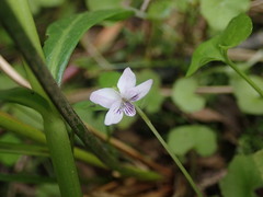 Viola lyallii