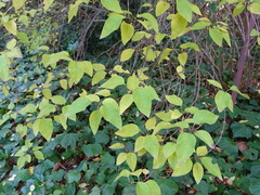 Syringa chinensis