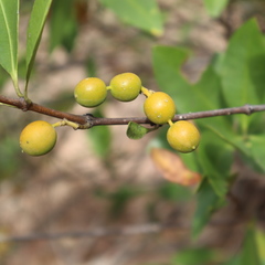 Alyxia spicata