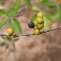 Alyxia spicata