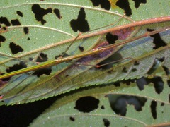 Singaporoidea meneptolemus